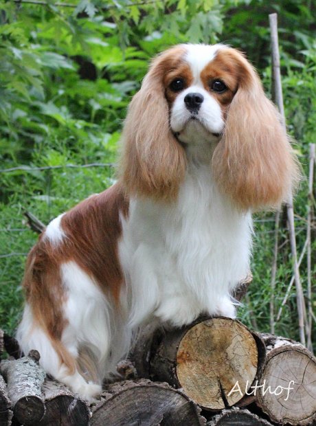 Ray 2yrs Wood July 2016-22