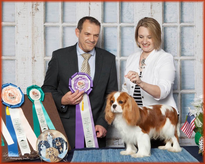 Best In Show - Cavaliers of the West, Judge Rick Aldous, UK (Aranel), Oakland, CA (7/3/15)