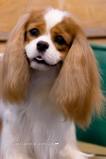 Ray Crufts Head Laura Davies