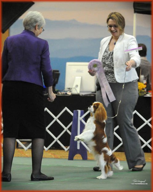 Best Of Opposite in Sweepstakes Judge Sandy Harrison - ACKCSC Nationals 2015 Asheville, NC